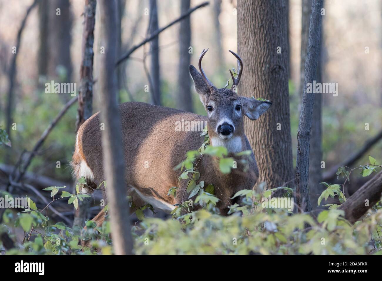 Male white-tailed deer in rut Stock Photo - Alamy