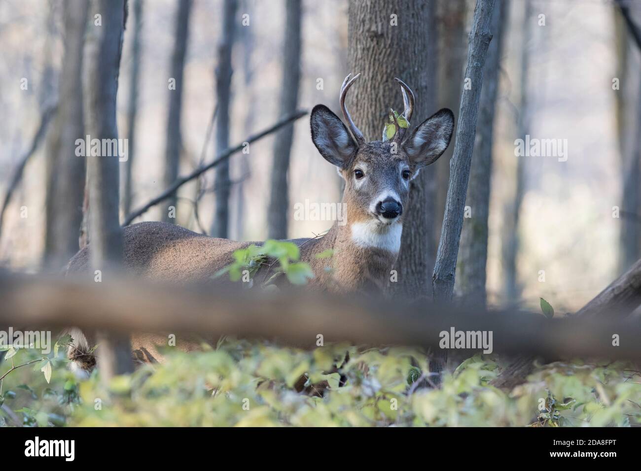 Male whitetailed deer in rut Stock Photo Alamy
