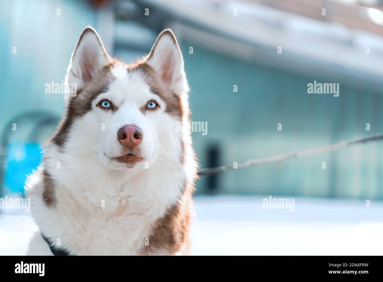 big husky looking dog