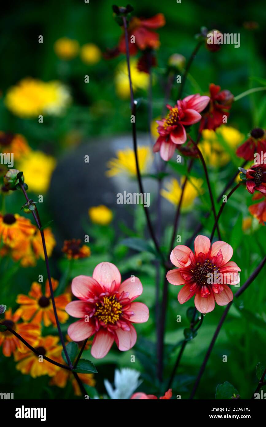 dahlia totally tangerine,dahlias,orange,flower,flowers,flowering