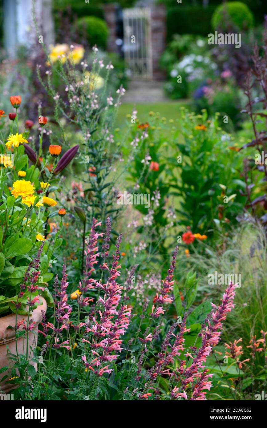 Agastache Kudos Mandarin,dahlias,calendula,calendulas,orange,coral,coral pink,flower,flowers
