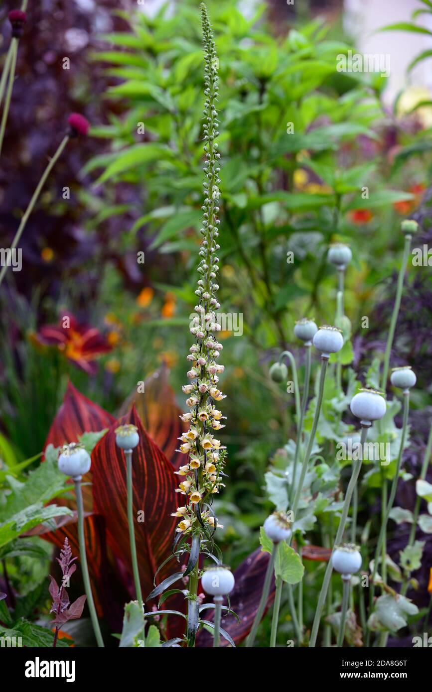 digitalis ferruginea,foxglove,foxgloves, opium poppy, poppies,poppy