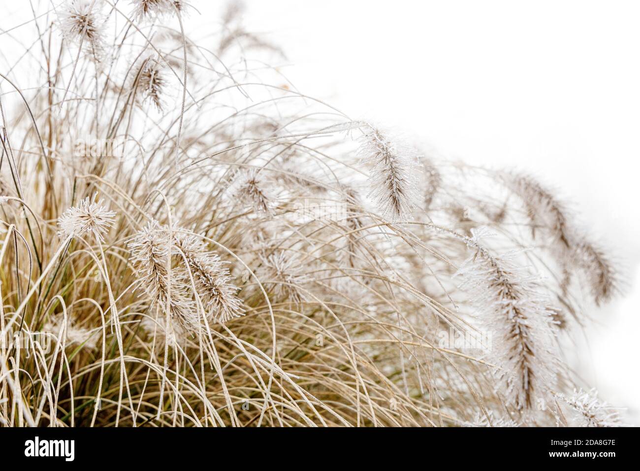 Frozen fountain grass with seeds in focus at winter time, single frozen and iced gras straws on a white and bright background. Stock Photo