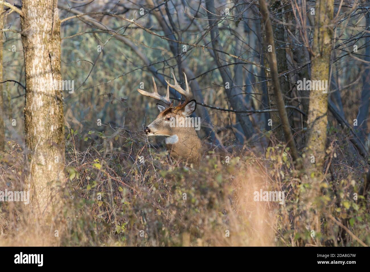 Male white-tailed deer in rut Stock Photo - Alamy