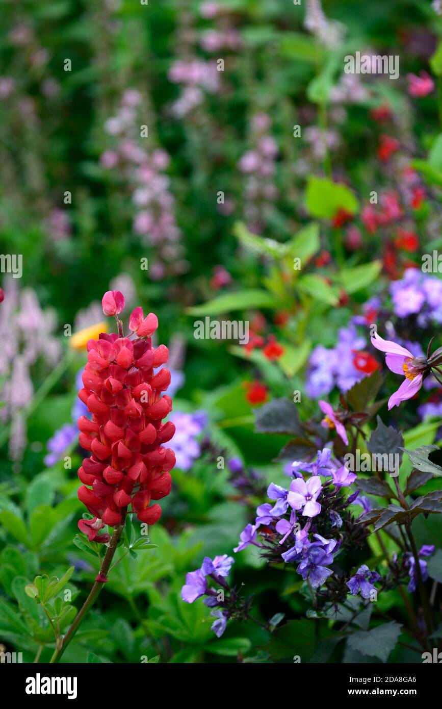 red lupins,Lupinus Camelot Red,lupin Camelot Series,Lupin Camelot Red,pink red flowers,purple phlox,flowering,garden,RM Floral Stock Photo