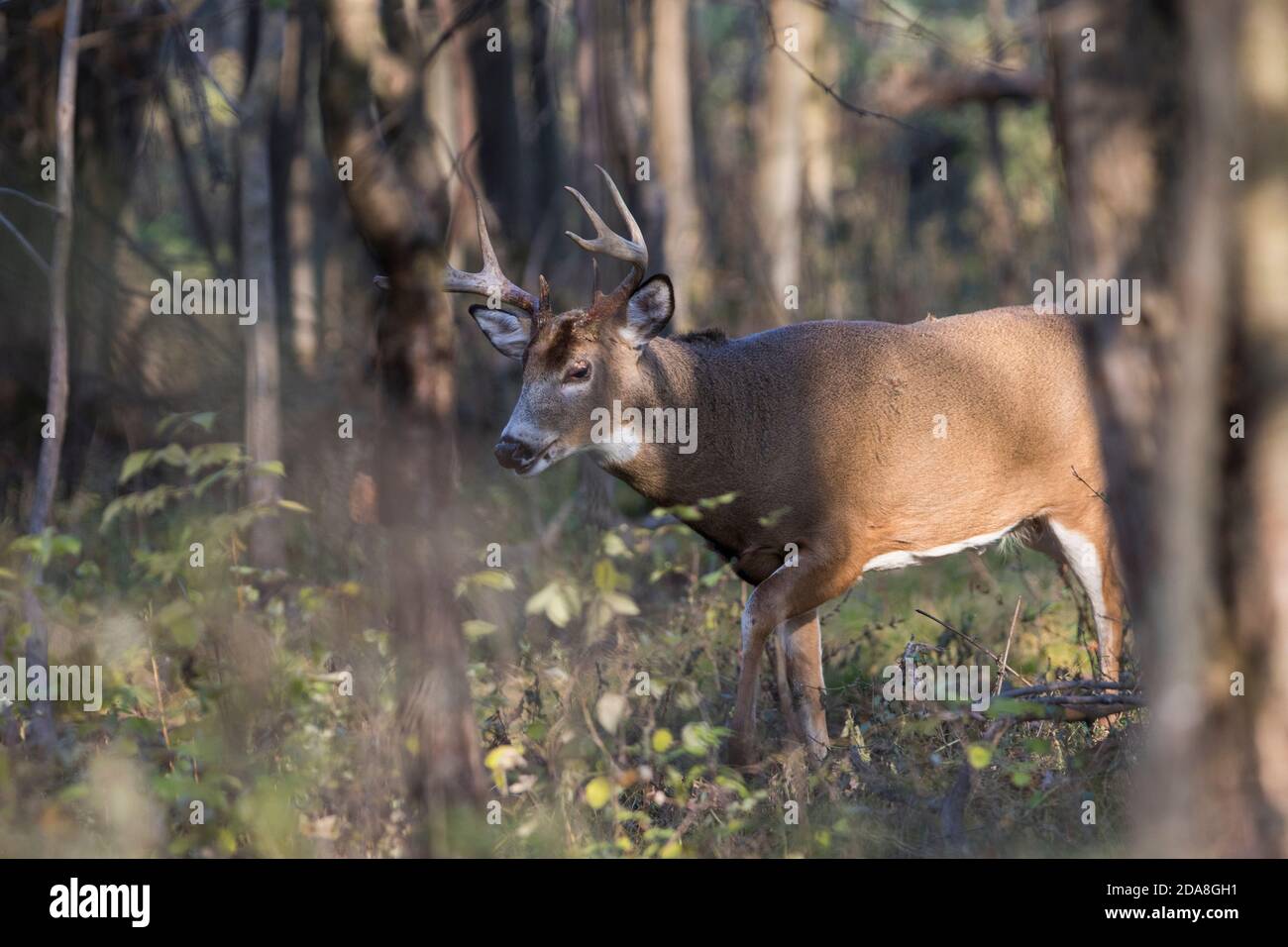 Male white-tailed deer in rut Stock Photo - Alamy