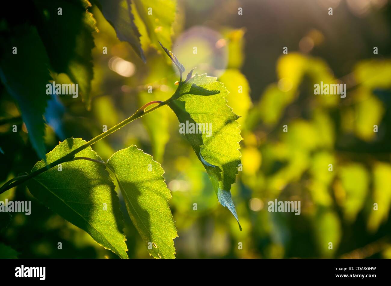 early morning. forest hiding in the fog Stock Photo - Alamy