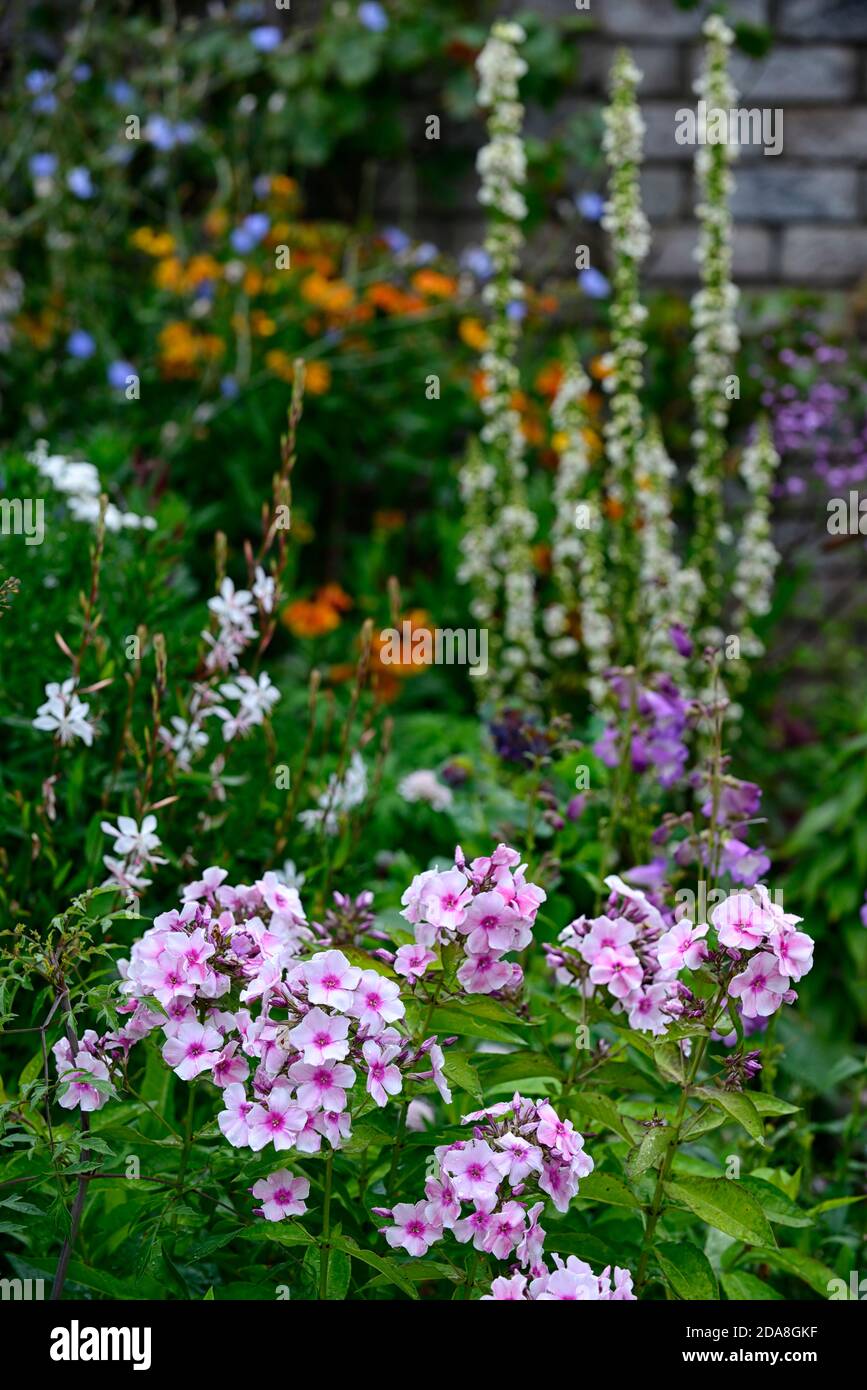 Phlox paniculata Miss Pepper,pink white flowers,flower,flowering,mixed bed,mixed planting scheme,RM Floral Stock Photo