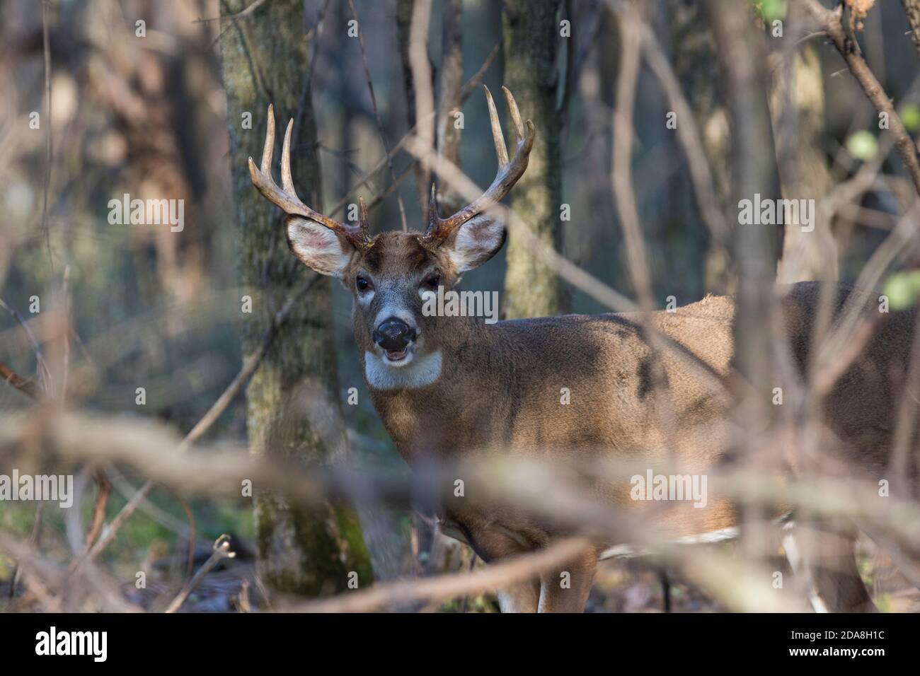 Male white-tailed deer in rut Stock Photo - Alamy