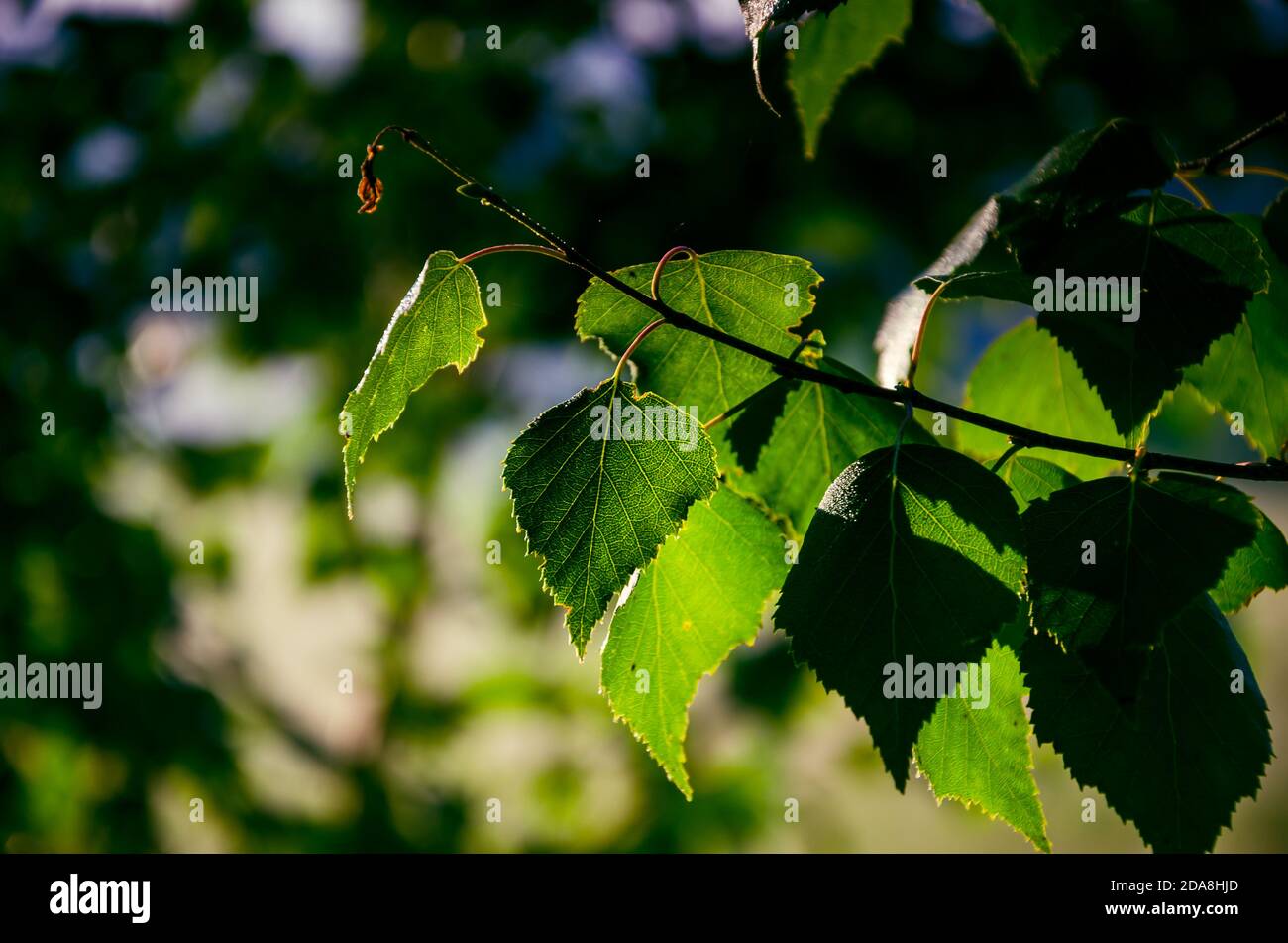 early morning. forest hiding in the fog Stock Photo - Alamy