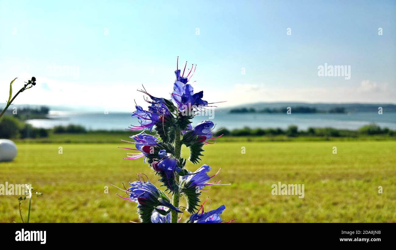 A summer flower stands tall in a Swiss meadow on a bright summer day Stock Photo