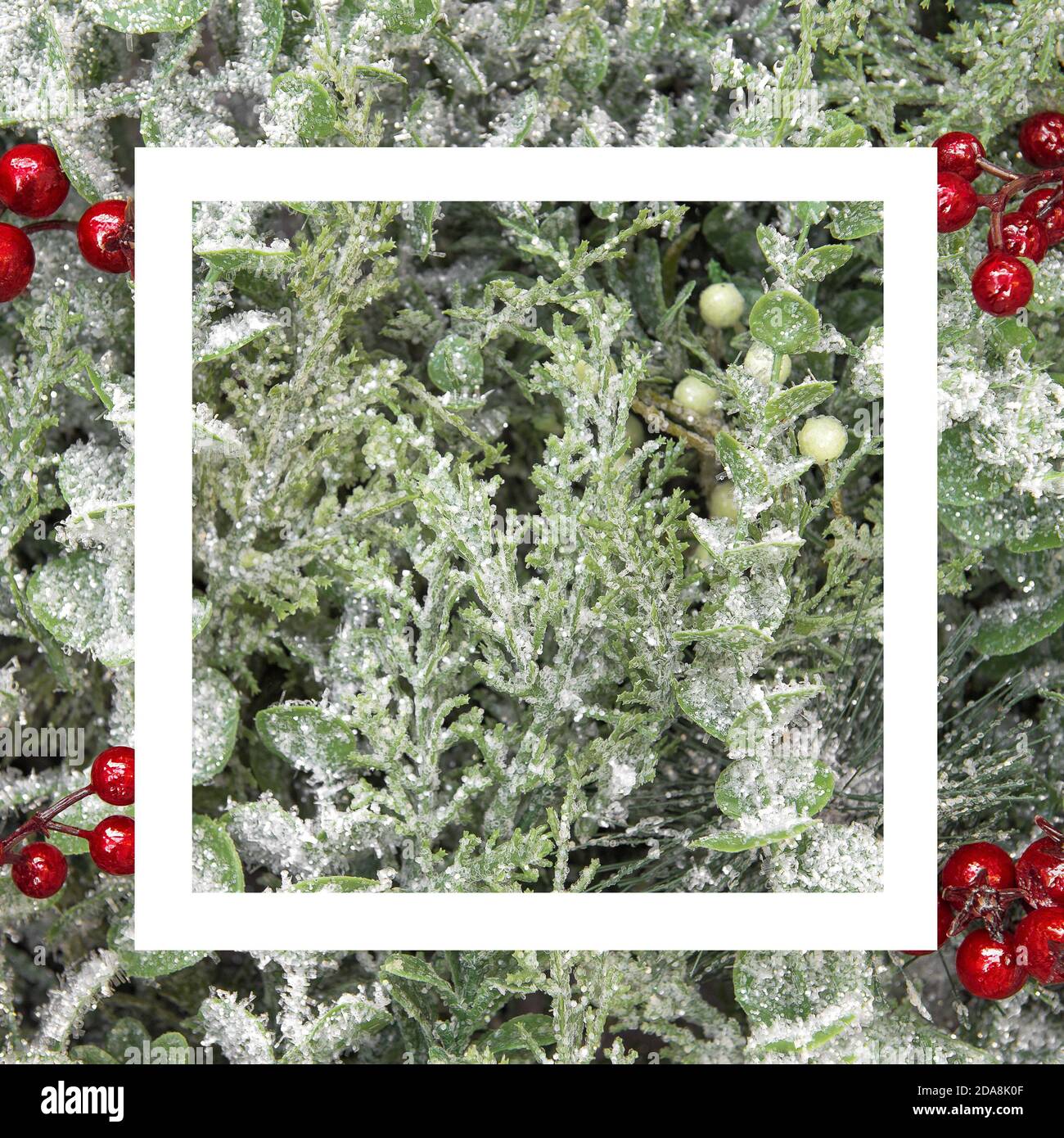 White frame with Christmas background. Pine tree branches red berries decoration Stock Photo