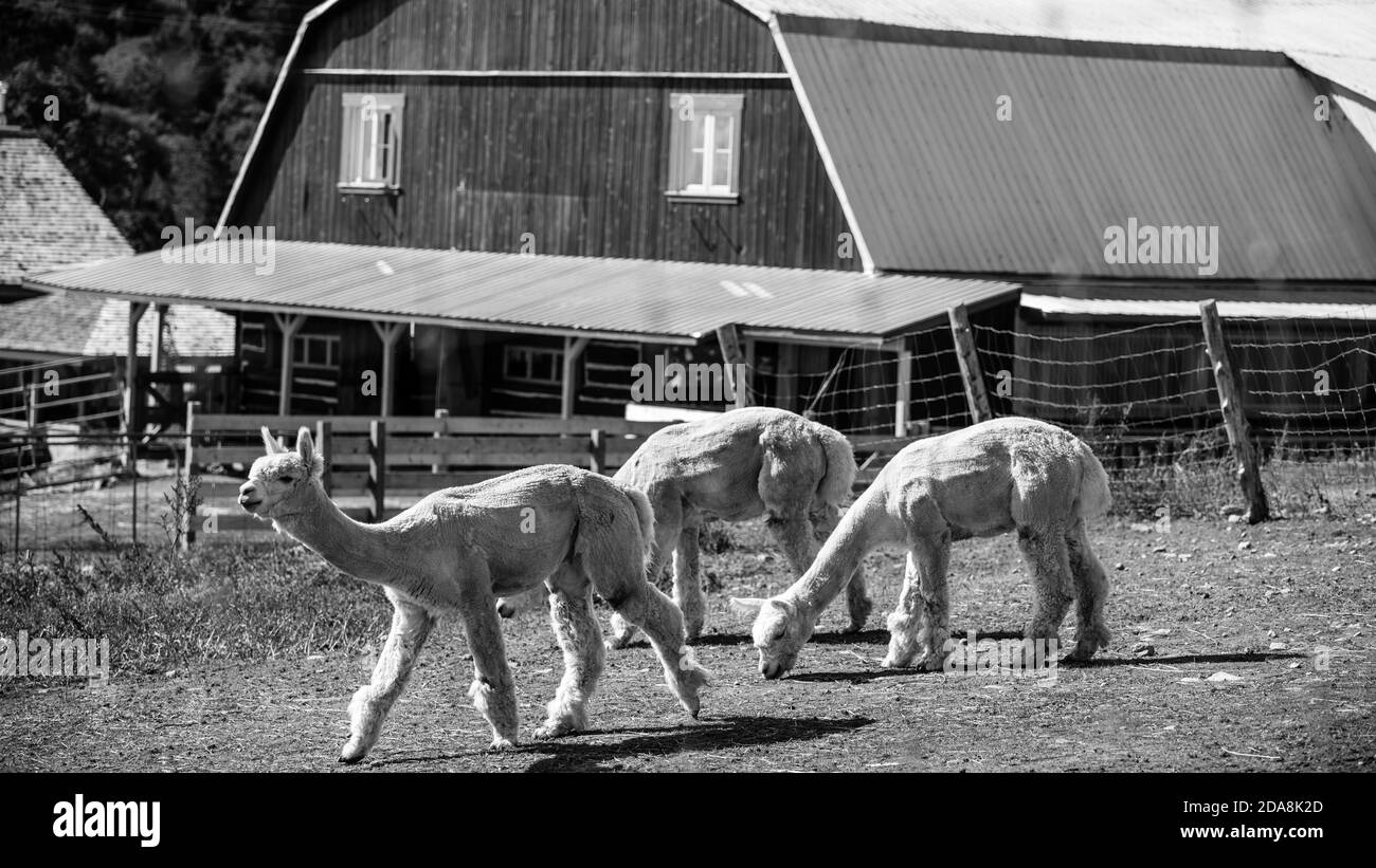 La :Malbaie, Canada - August 18 2020: All kinds of alpgas and baby alpagas in the alpaga farm near La Malbaie Stock Photo