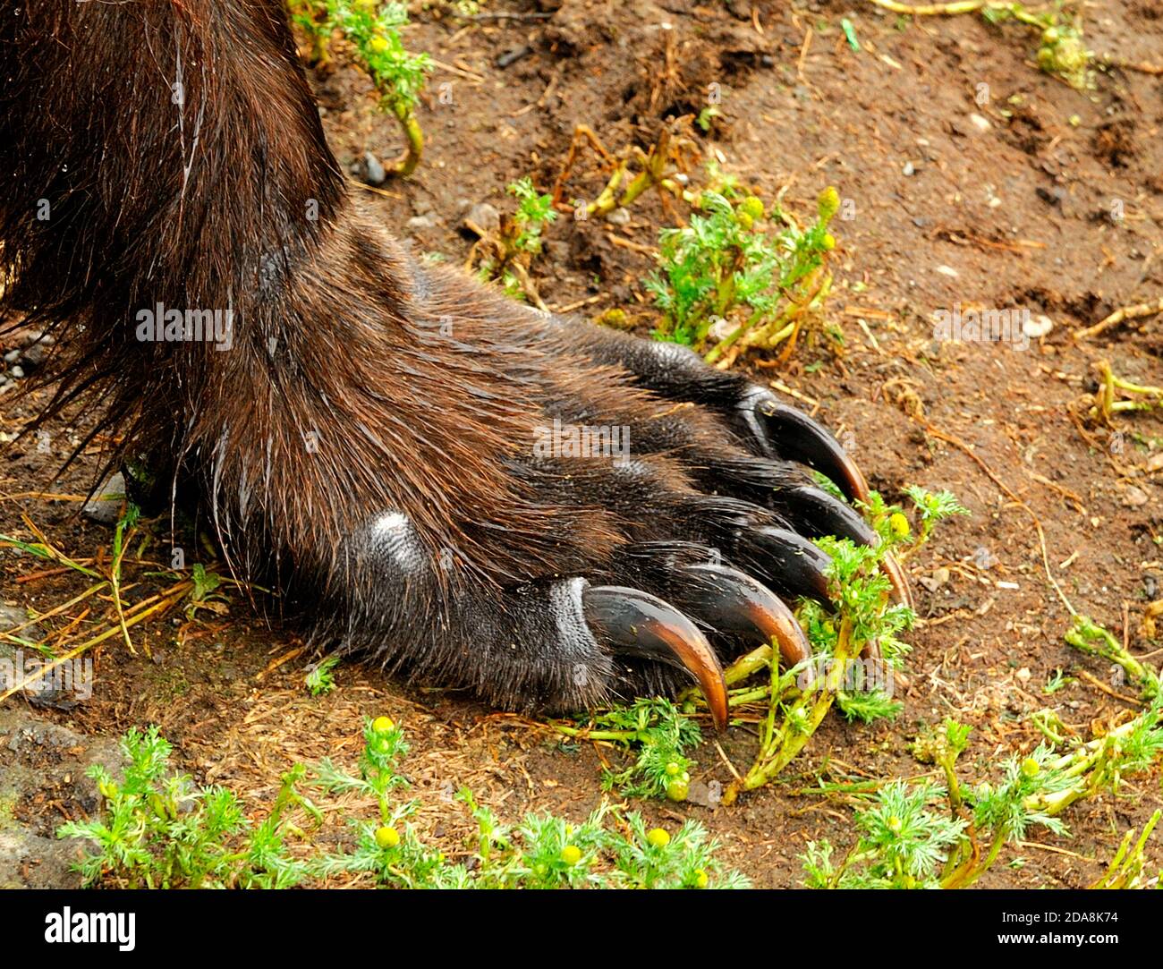 Grizzly bear (Ursus Arctos ssp.) paw, Katmai National Park, Alaska, USA Stock Photo