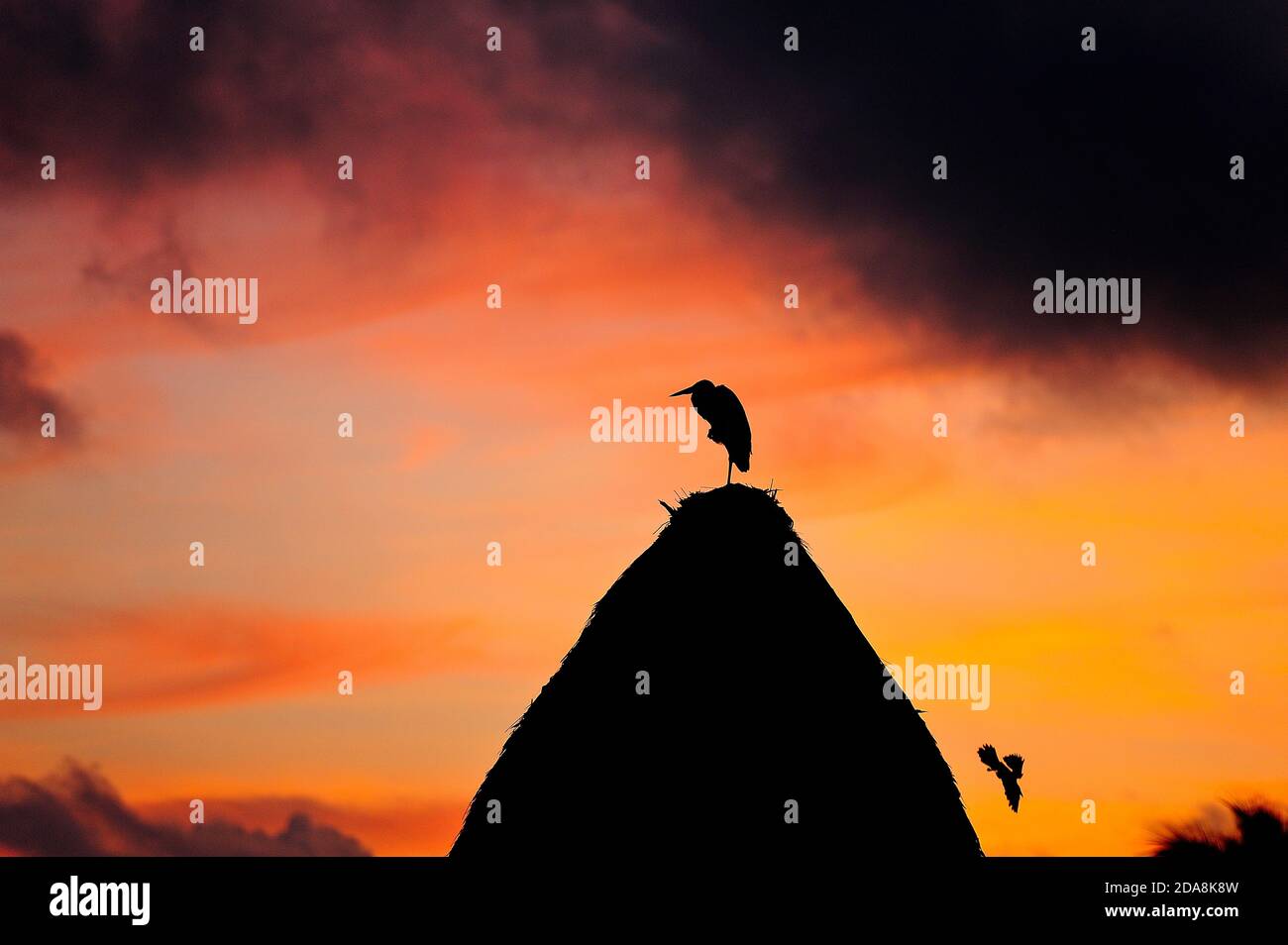 Bird perching on roof of beach hut at sunrise, Holbox Island, Mexico Stock Photo