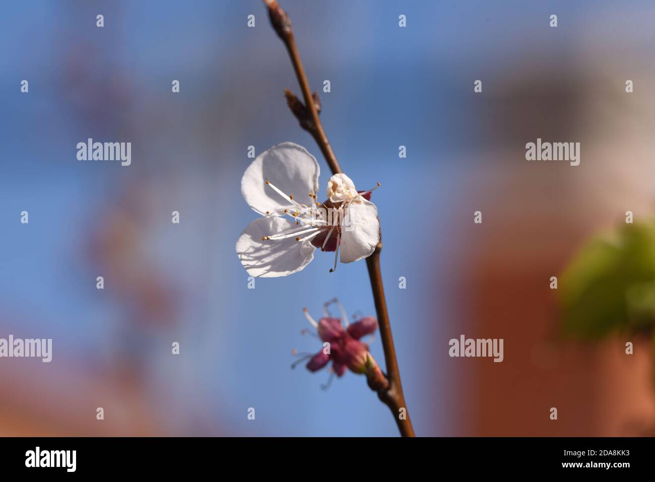 Blossom on an almond tree in this early sign of spring, taken in a field near Valencia in Spain. Stock Photo