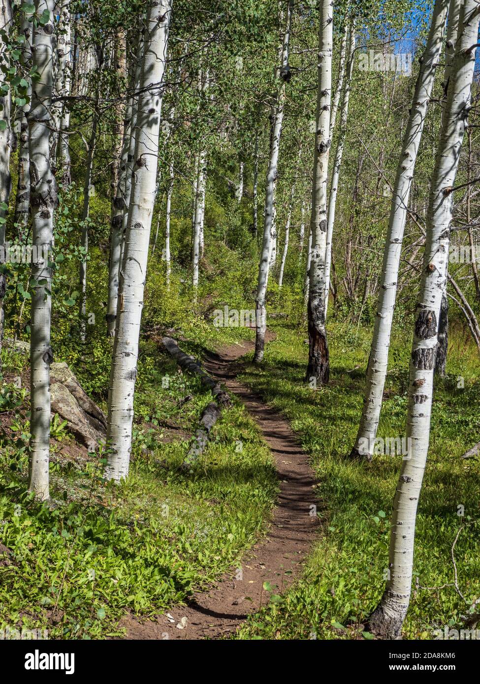 National forests hi-res stock photography and images - Alamy