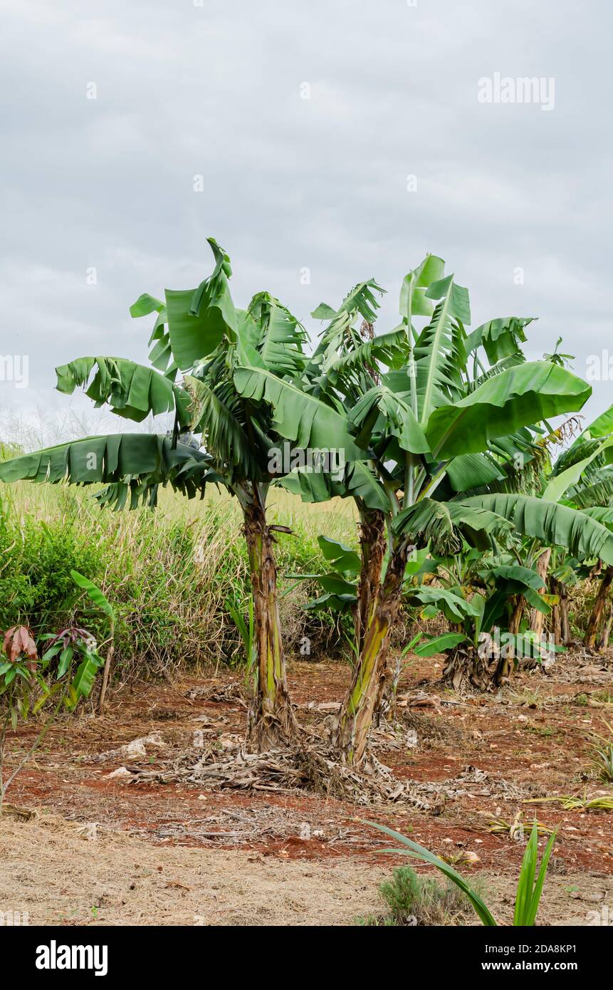 cluster Of Banana Trees Stock Photo