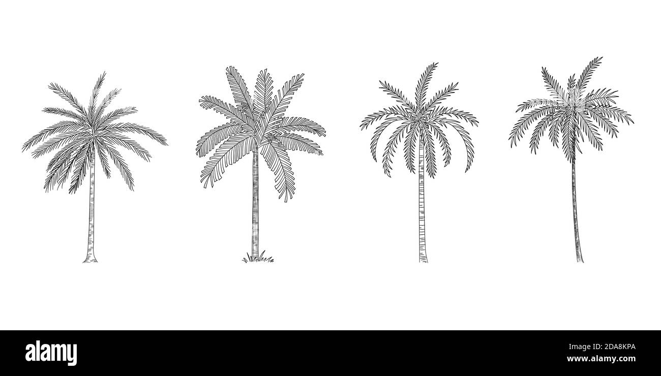 Vector Illustration of Palm Tree Sketch for Design, Website, Background, Banner. Hand Drawing Floral on Beach. Travel and Vacation Ink Element Stock Vector