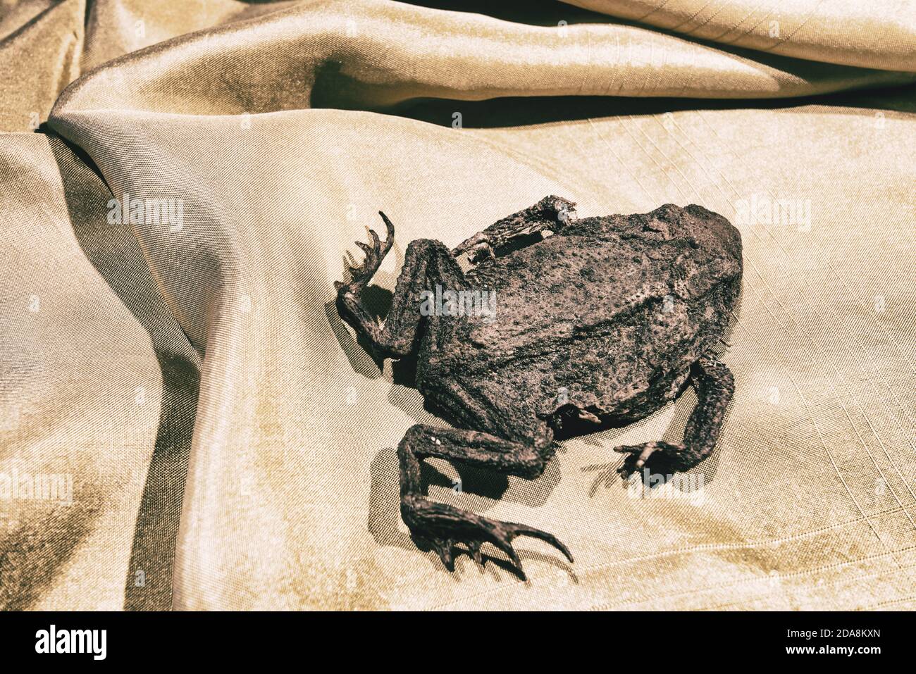Mummified dead frog in sepia Stock Photo