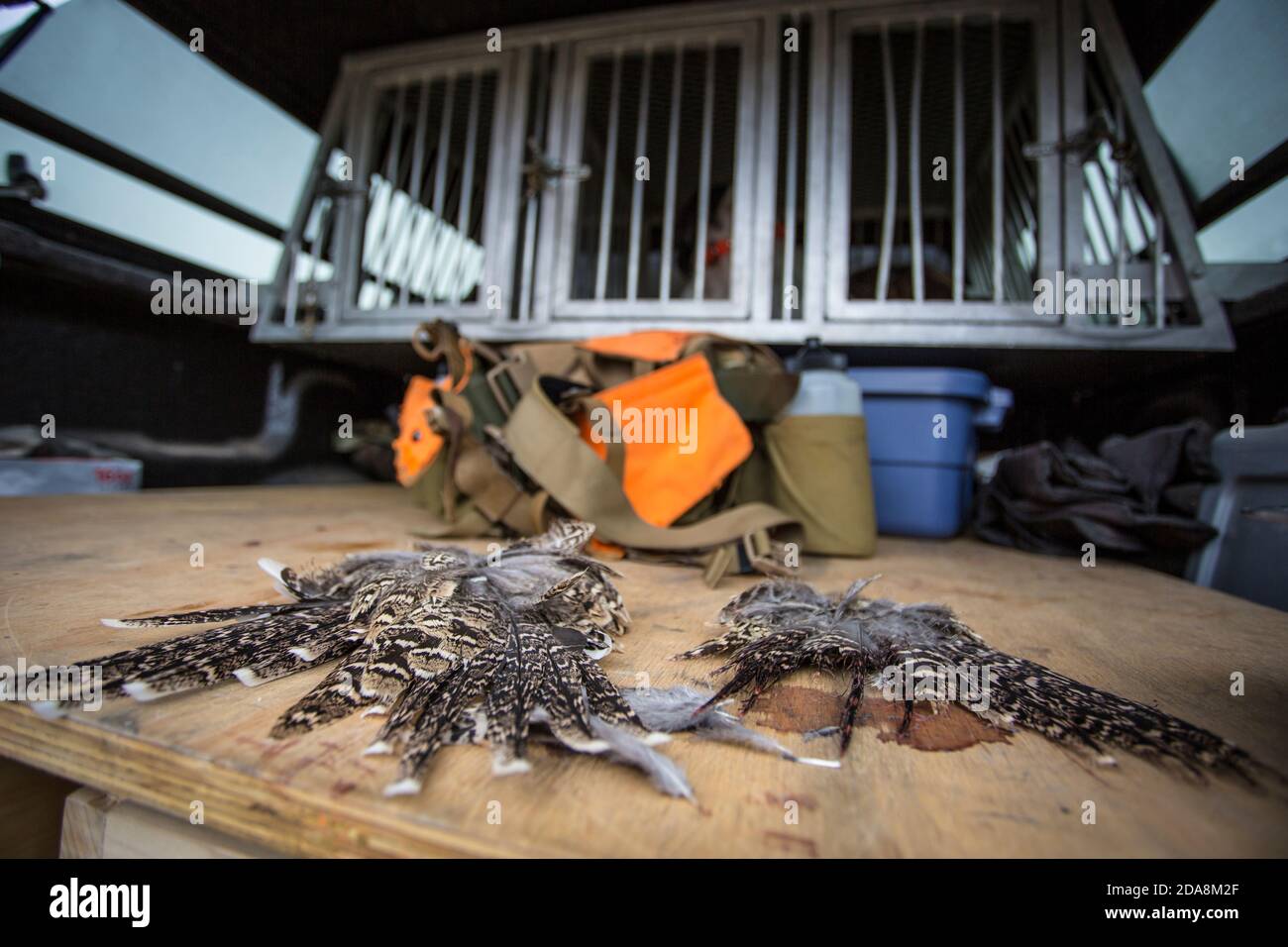 Sage grouse piled into the back of a truck with dog kennels while