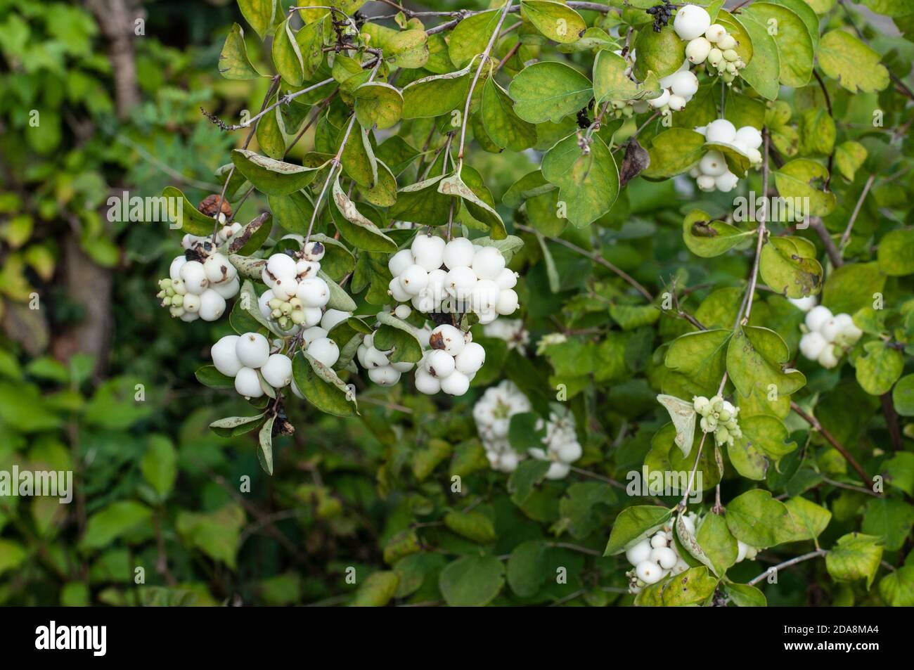 twigs of a snowberry shrub, an ornamental deciduous plant with poisonous white berries Stock Photo