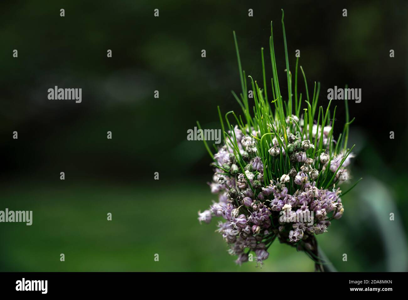 Young shoots growing out of a leek blossom in the vegetable garden, green background with copy space, close-up shot, selected focus, narrow depth of f Stock Photo