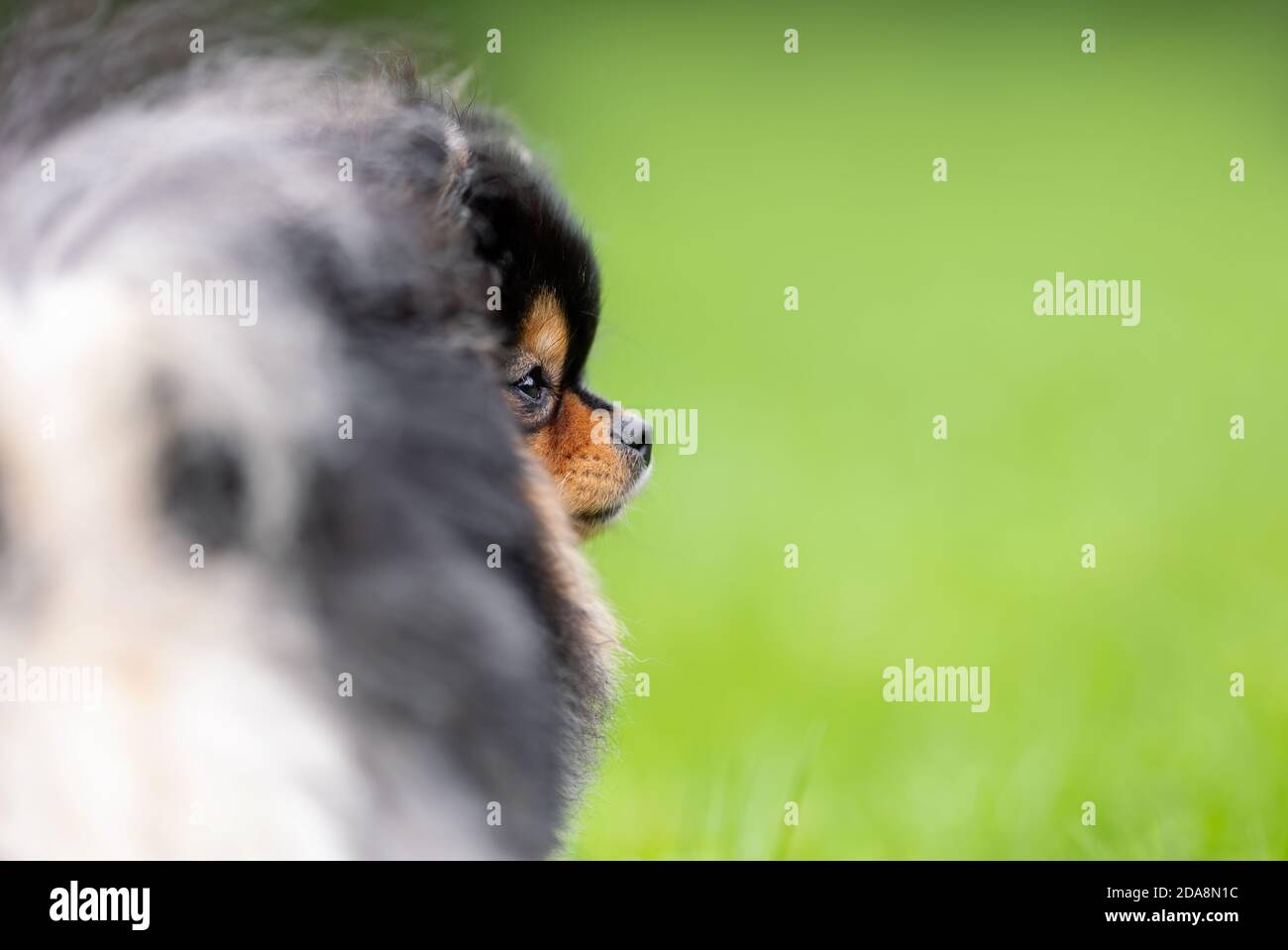 Portrait of profile of cute pom spitz breed dog with copy space at green grass Stock Photo