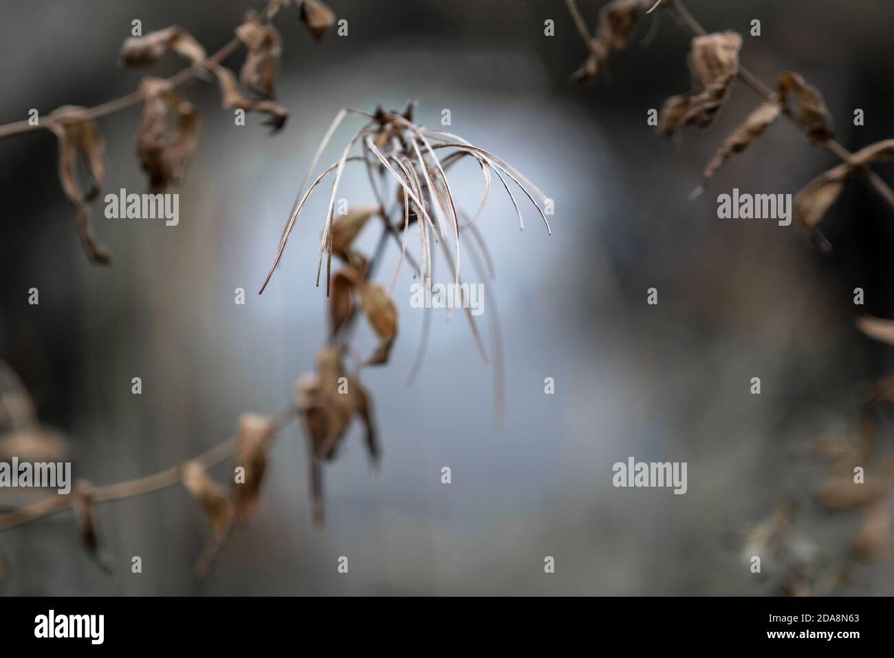 Seed capsules from willowherb (Epilobium) against a blurry nature background, wabi sabi concept, symbol of growth and decay, copy space, selected focu Stock Photo
