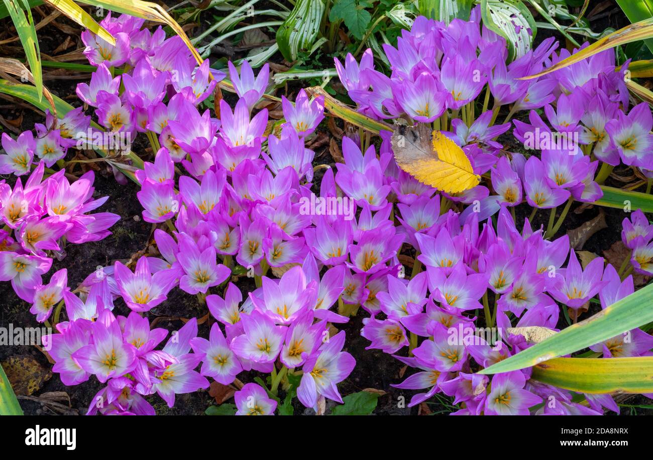 Natural landscape and beautiful autumn background with a group of blooming Crocus flowers in the garden. Beautiful group of lilac crocuses under the Stock Photo