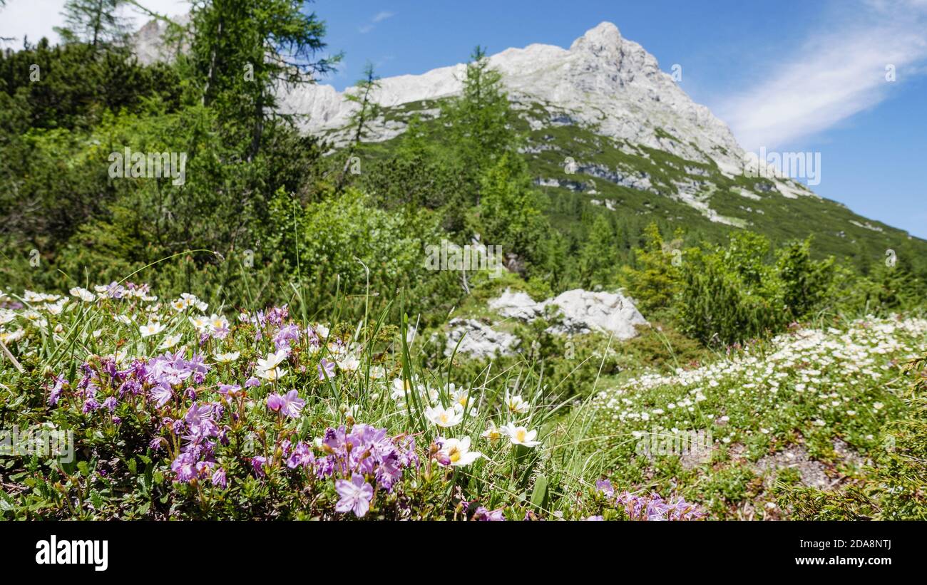 Wildflower in field near hi-res stock photography and images - Alamy