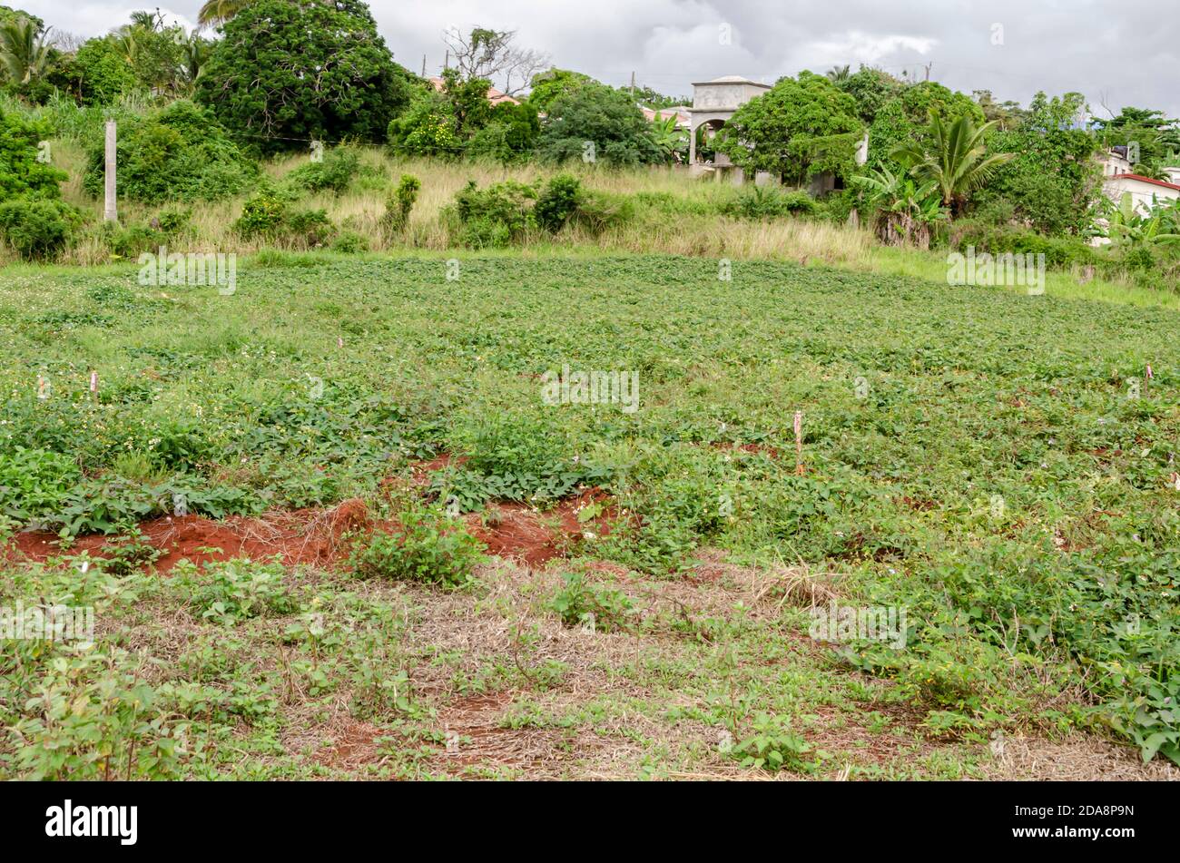 Sweet Potato Cultivation Stock Photo