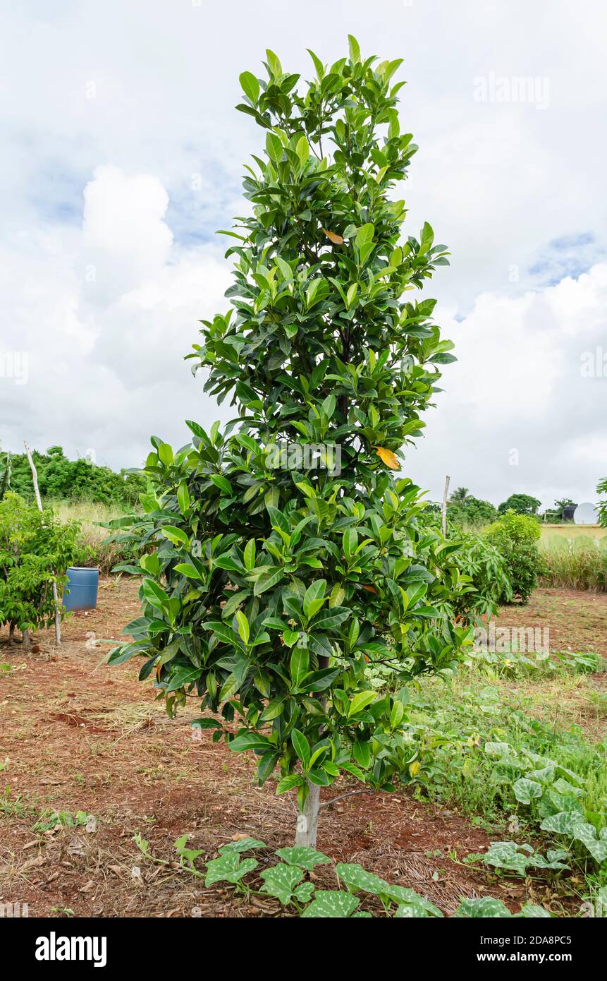 Isolated Jackfruit Tree Stock Photo