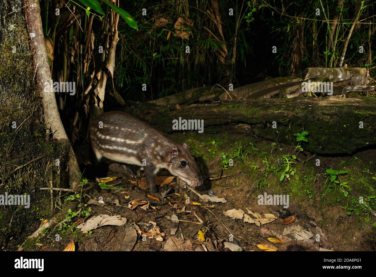 A Paca (Cuniculus paca) from the Atlantic Rainforest of SE Brazil Stock Photo