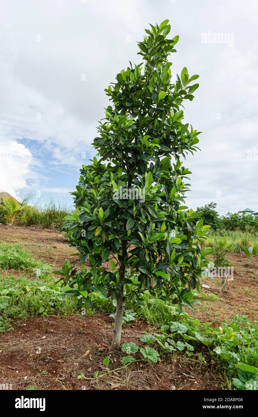 Jackfruit Tree Stock Photo