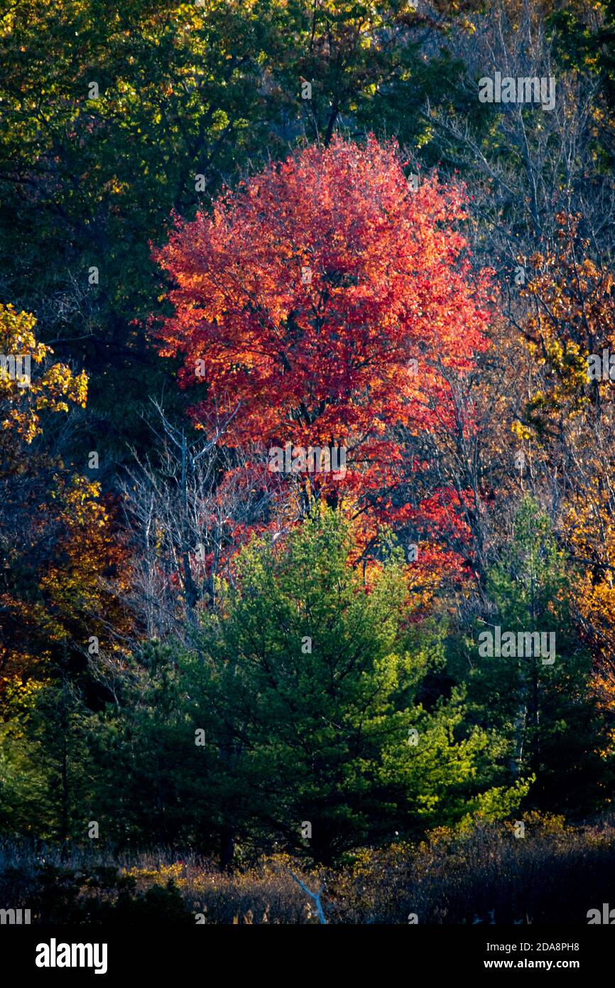 Beautiful nature landscape with trees wearing autumn colors Stock Photo ...