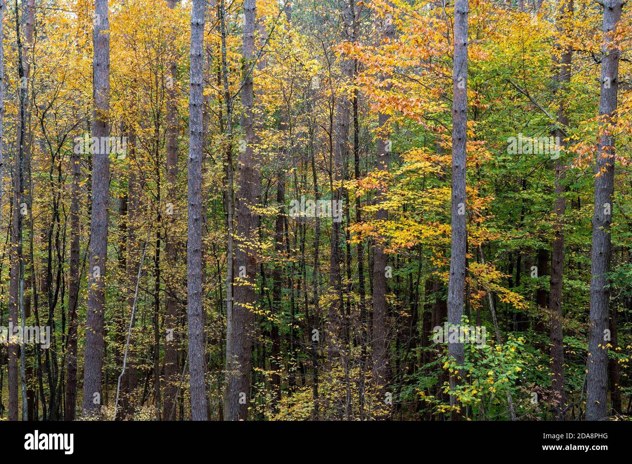 Beautiful nature landscape with trees wearing autumn colors Stock Photo ...