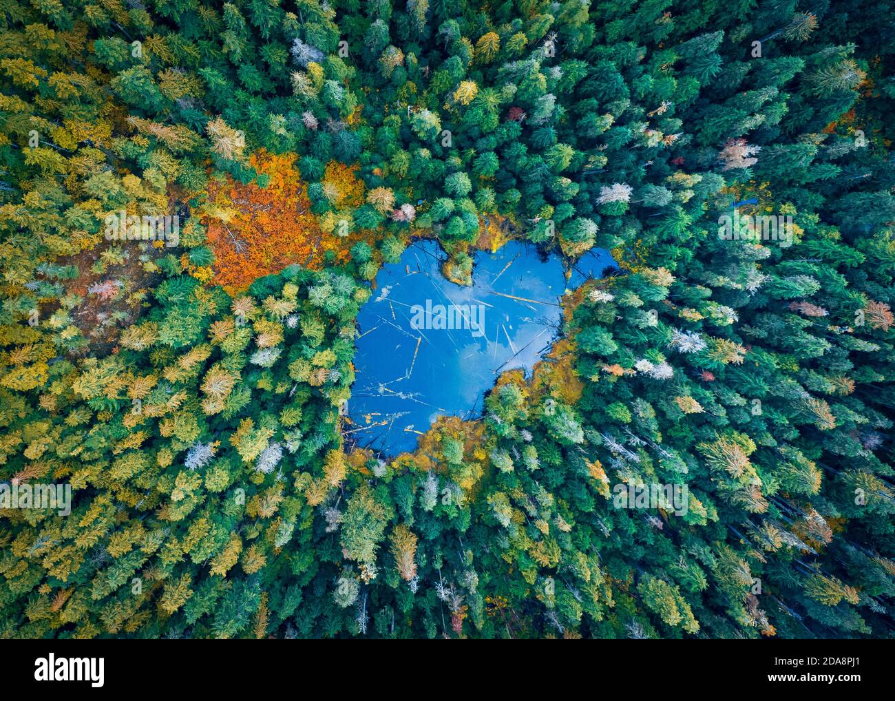 Beautiful nature from above, pine trees and mountain lake Stock Photo