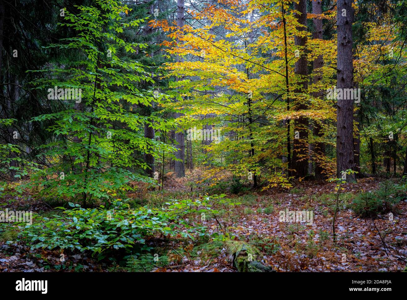 Beautiful nature landscape with trees wearing autumn colors Stock Photo ...