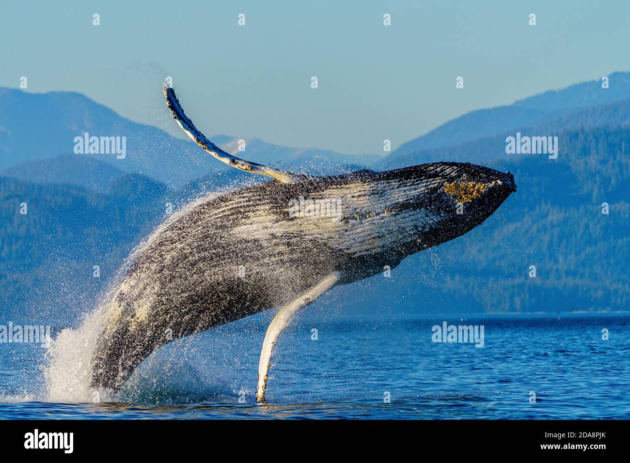 Humpback whale breaching in front of the scenic British Columbia Mountains Stock Photo