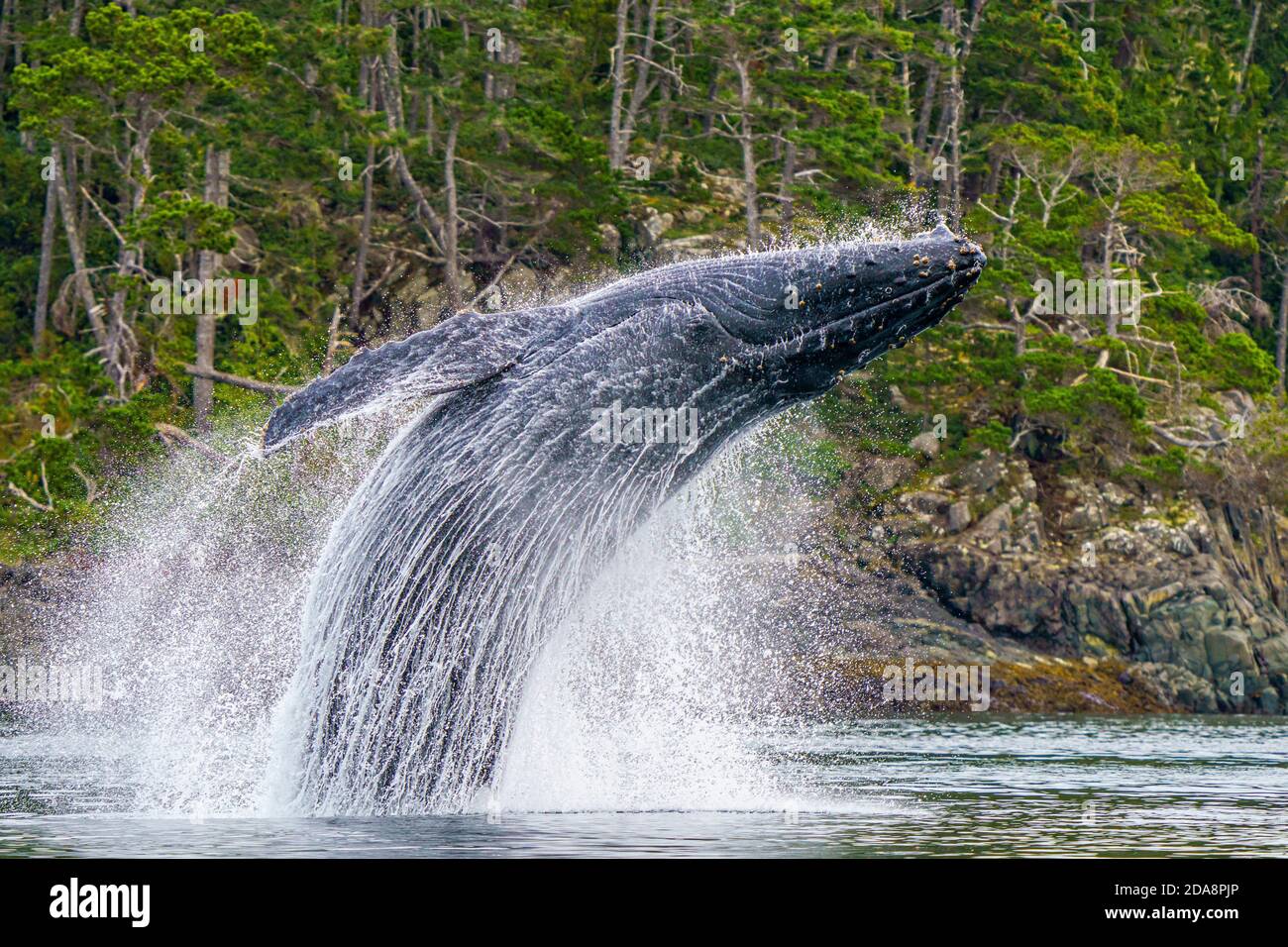 Humpback whale breaching in front of the beautiful scenery of the British Columbia Coastal Mountains near the Broughton Archipelago, First Nations Ter Stock Photo