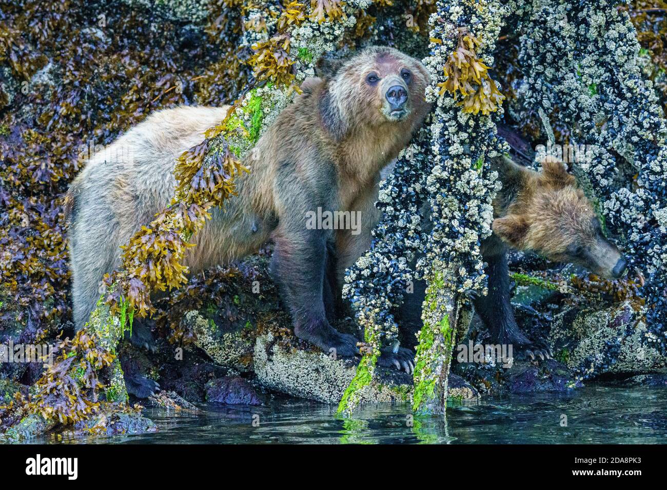 Grizzly bear mon feeding with her two cubs along the low tideline in Knight Inlet, First Nations territory, British Columbia, Canada Stock Photo