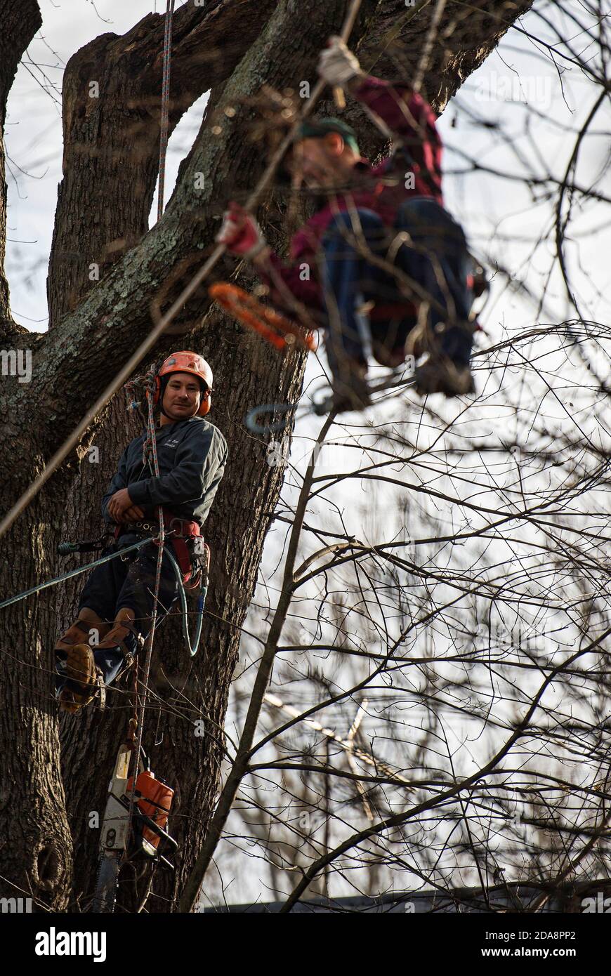 Tree climber with a saw, hooks, ropes and safety devices cutting down a tree,  tree care services, PublicGround Stock Photo - Alamy