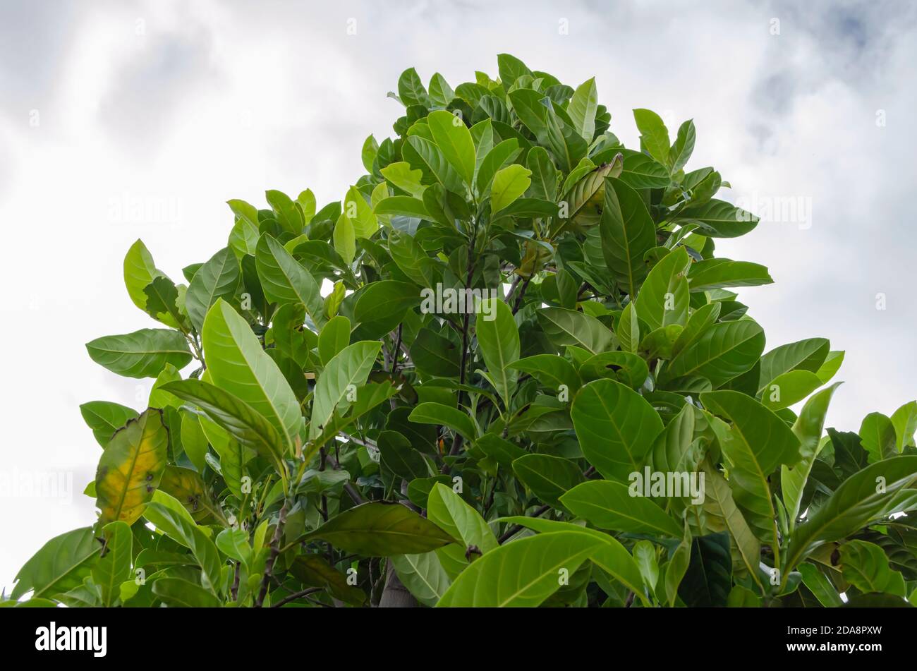 Top Of Articarpus heterophyllus Tree Stock Photo