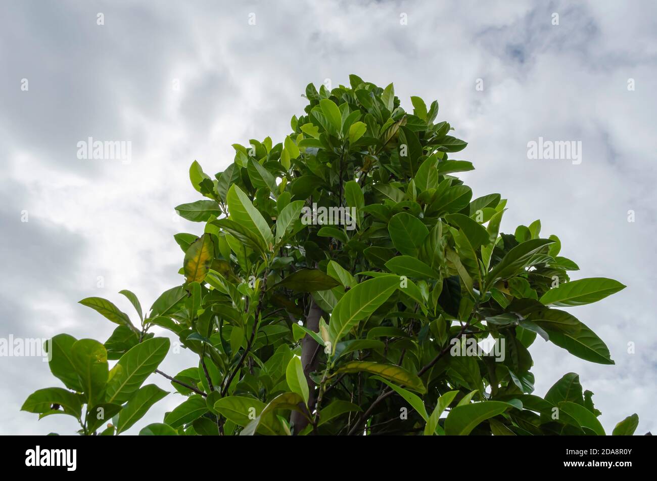 Top Of jackfruit Tree Stock Photo