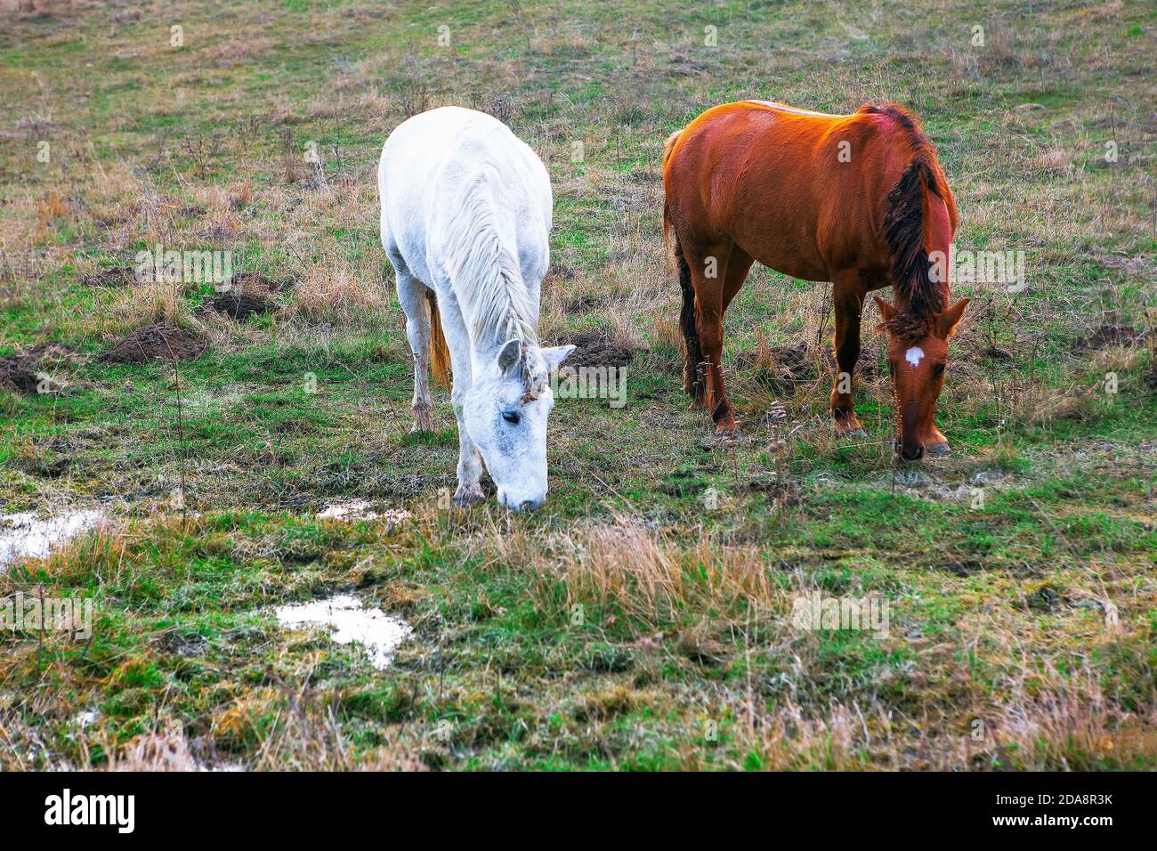 Two arabian horses white brown hi-res stock photography and images - Alamy
