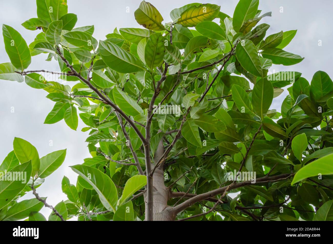 Looking Up A jackfruit Tree Stock Photo