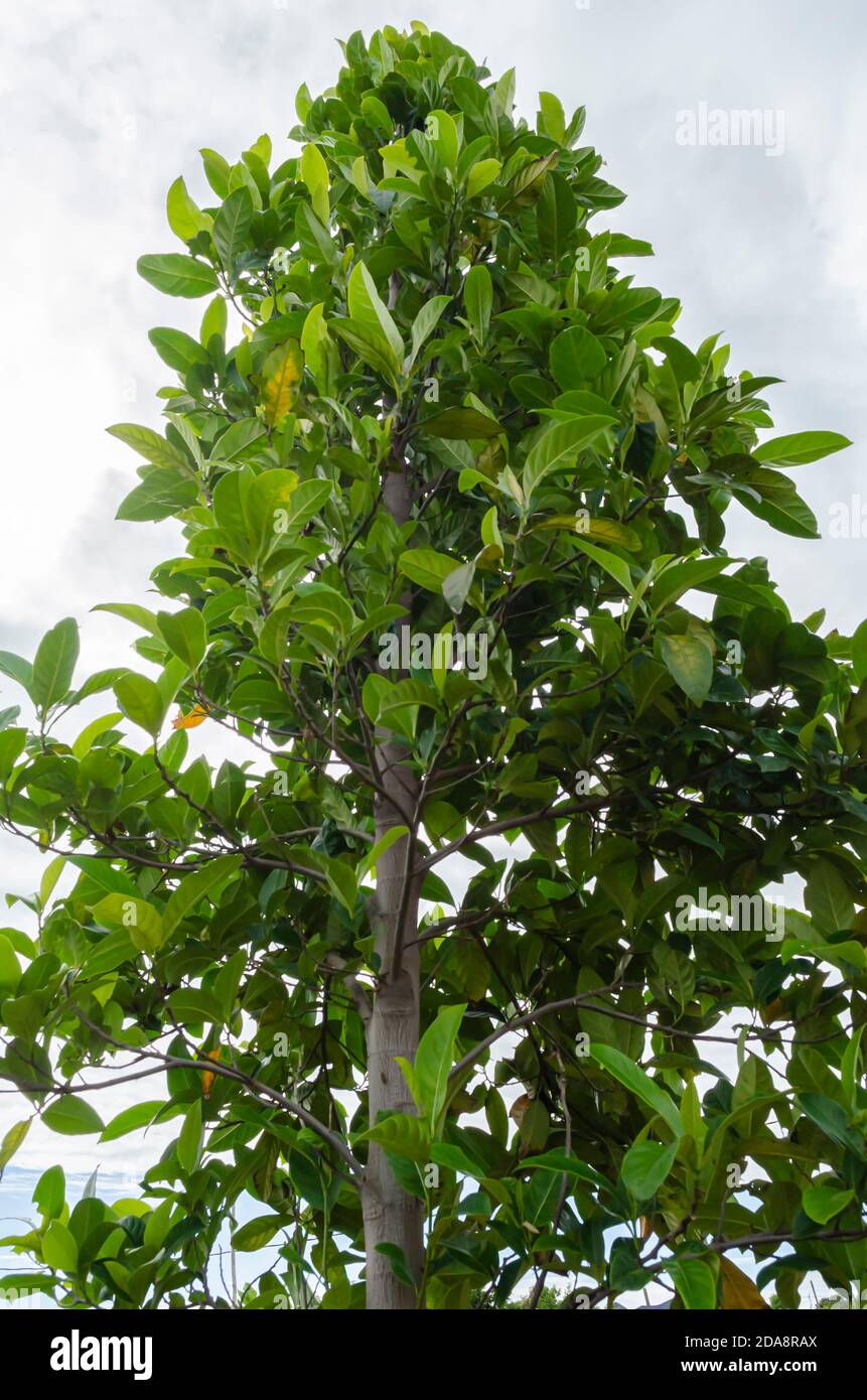 Closeup Of Jackfruit Tree Stock Photo