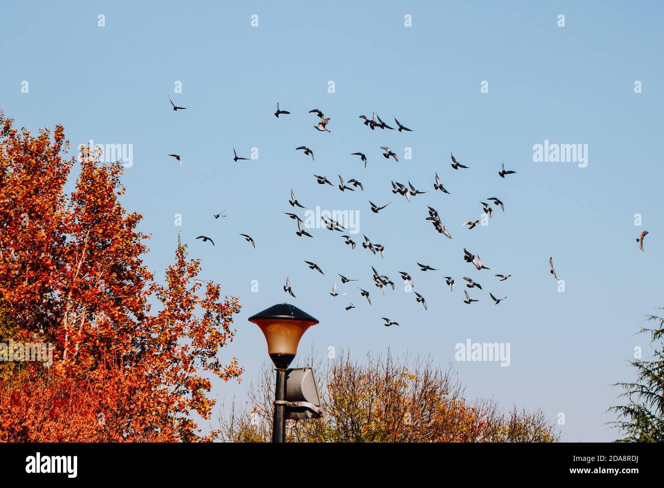 A flock of birds in the sky Stock Photo