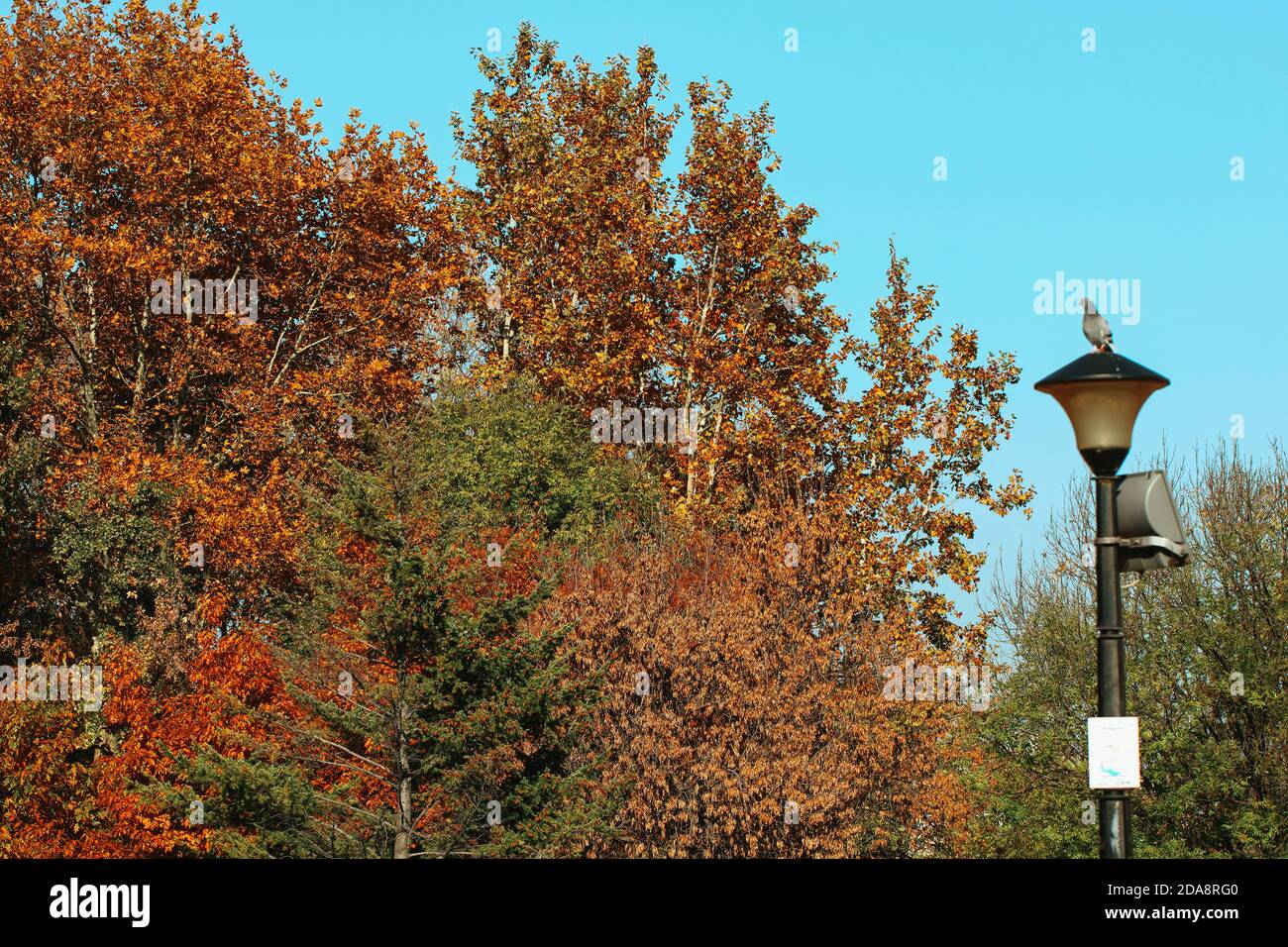 Autumn trees and a bird Stock Photo